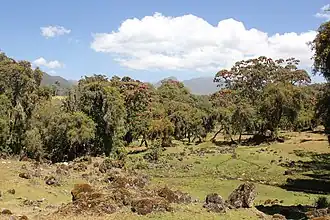 Autre vue de la forêt d'Harenna.
