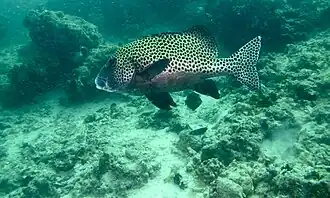 Adulte (Sabah, Malaisie)