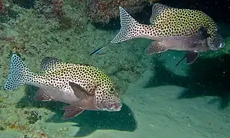 Adultes (Sabah, Malaisie)