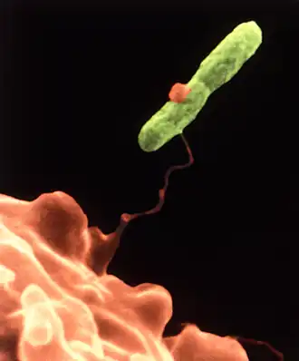 V. vermiformis (orange) piégeant une bactérie Legionella pneumophila (verte) avec un pseudopode étendu.