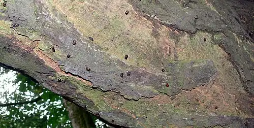 Pupes sous une grosse branche de charme.