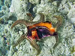 Une conque arthritique (Lambis chiragra arthritica)