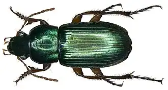 Description de l'image Harpalus affinis Schrank, 1781 (2934592881).jpg.
