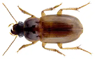Harpalus parvulus.