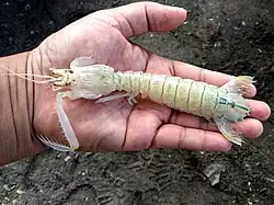 Harpiosquilla raphidea