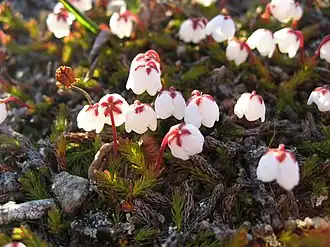 Description de l'image Harrimanella hypnoides upernavik kujalleq 2007-07-24 2.jpg.