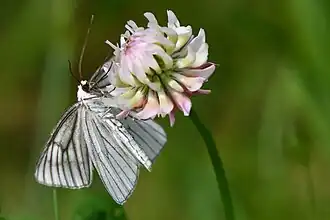 Photo d'un papillon posé sur le côté d'une fleur. Ses ailes sont blanches.