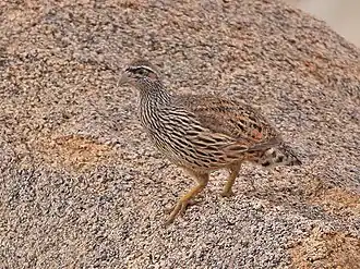 Description de cette image, également commentée ci-après