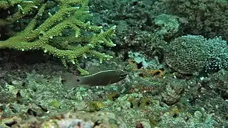 Ostorhinchus hartzfeldii