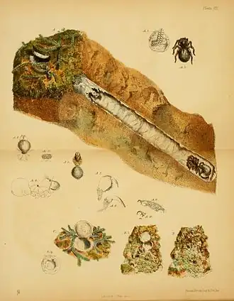 Description de l'image Harvesting ants & trap-door spiders pl 07.jpg.