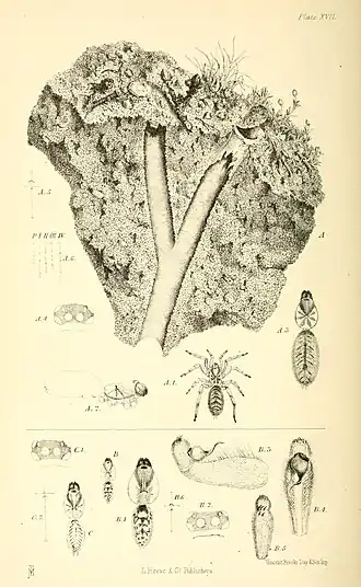 Description de l'image Harvesting ants and trap-door spiders supp. Plate 17.jpg.