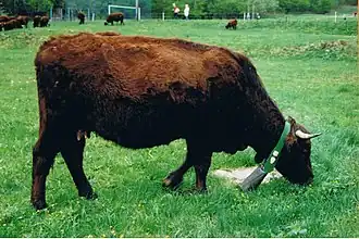 Harzer rotvieh en Allemagne