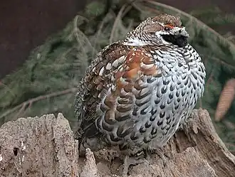 Gélinotte des bois (depuis le 2 avril 1979)