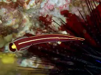 Diademichthys lineatus.