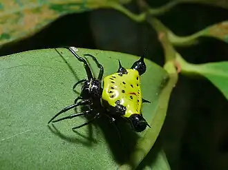 Description de l'image Hasselt's Spiny Spider (Gasteracantha hasselti) (6760962861).jpg.