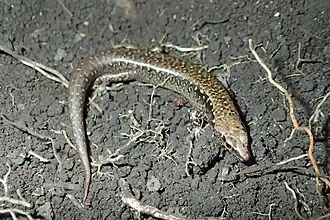 Description de l'image Hauraki Skink imported from iNaturalist photo 161453163 on 21 April 2022.jpg.