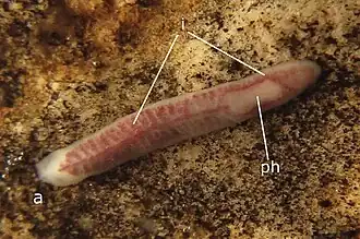 Description de l'image Hausera hauseri.jpg.