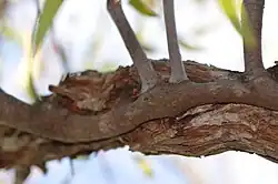 Une tige lisse est collée le long d'une branche épaisse et rugueuse. De cette tige partent 3 autres tiges.