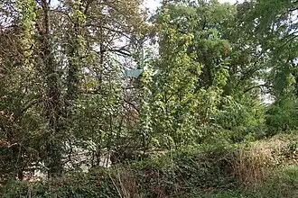 Croix au sommet de l'escalier (vue de derrière).