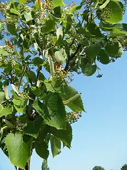 Fleurs en bouton en août, Somme.