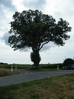 Tilleul des croisettes à Hautvillers-Ouville.