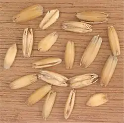 Grains d'avoine