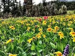 Arnica cordifolia (Montana, États-Unis).