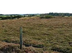 Photo d'une lande rase à bruyères rose pâle en floraison, avec au premier plan un piquet en bois sur lequel s'accrochent trois rangées de fil de fer barbelé.