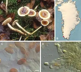 Description de l'image Hebeloma clavulipes (10.3897-mycokeys.79.63363) Figure 8.jpg.