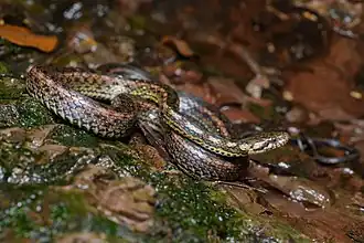 Description de l'image Hebius deschauenseei, Deschauensee's keelback - Doi Phu Kha National Park (48535911367).jpg.