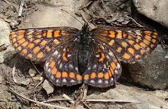 Euphydryas intermedia