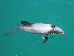 Cephalorhynchus hectori