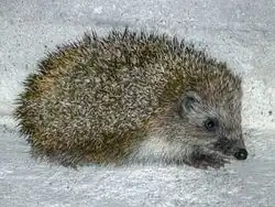 Hérisson oriental