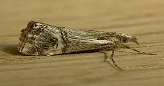 Description de l'image Hednota longipalpella.jpg.