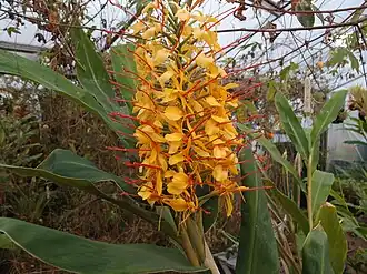 Hedychium bijiangense CHB&MV15.CH175