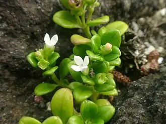 Description de l'image Hedyotis biflora var parvifolia flower02.jpg.