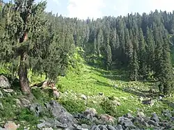 Forêt dans la réserve de Heerpora, près de Shopian.
