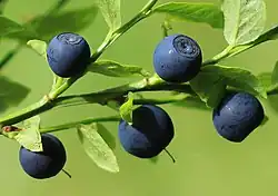 Petits fruits ronds d'un violet noir profond.