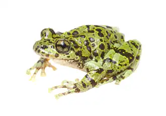 Description de l'image Heleophryne depressa 457527827.png.