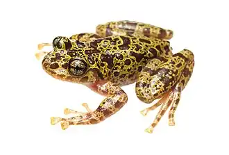 Description de l'image Heleophryne hewitti 455685110.jpg.