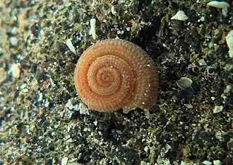 Heliacus infundibuliformis (très rare)