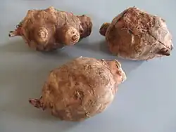 Tubercules de topinambour (Helianthus tuberosus).