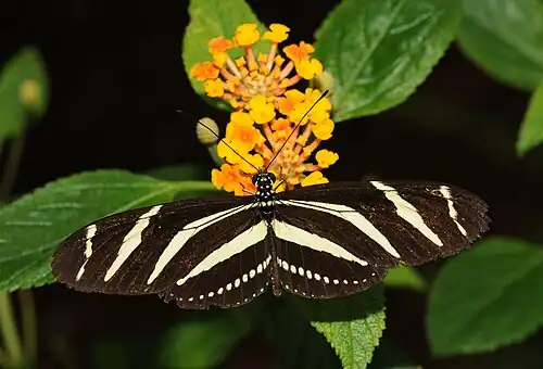 Heliconius charithonia