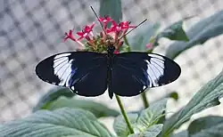 Exposition de papillons exotiques : Heliconius cydno.