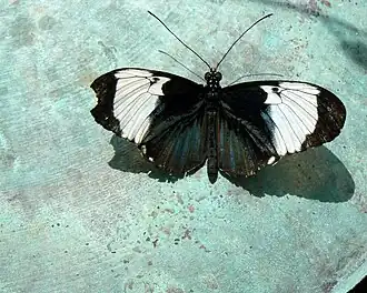 Description de l'image Heliconius cydno perched on a copper bowl.jpg.