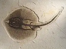 Fossile de Heliobatis radians