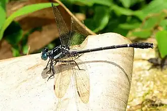 Description de cette image, également commentée ci-après
