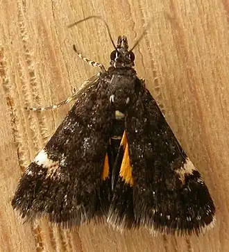 Description de l'image Heliothela ophideresana.jpg.