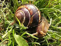 Helix lucorum, ne peut en aucun cas bénéficier de l'appellation « Escargot de Bourgogne », même cuisiné à la bourguignonne