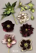 En haut : Helleborus viridis et Helleborus  foetidus ; en bas : fleurs de différents hybrides, dont des doubles.